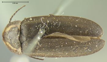 Media type: image;   Entomology 2774 Aspect: habitus dorsal view